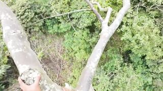 process of harvesting forest honey bees