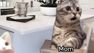 Funny cat