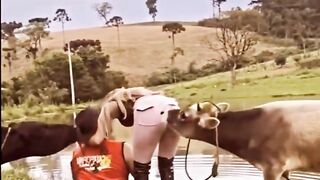 The bull thought, why not give it a try