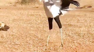 The struggle for life in the savanna - Africa