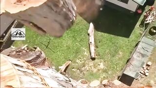 Talented parrot chicks