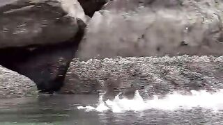 Giant grouper