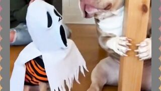 Anjing Lucu Random