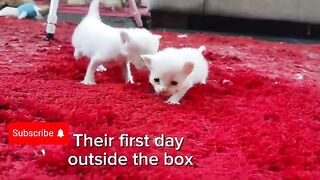 2 week old ragdoll kittens first walk
