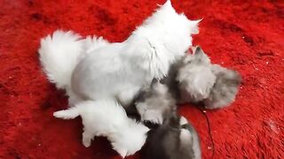 lovely ragdoll kittens sound with mama and dade