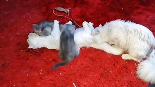 lovely moment Persian father and mother