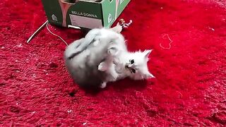 Crazy jumps from kitty