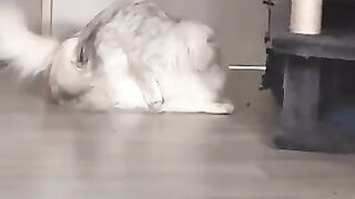 Cat mating