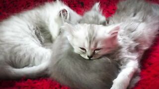 Dreamland Diaries The Secret Life of Sleeping Cats