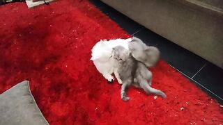cat sound relax video