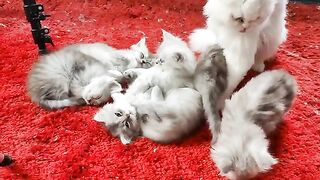 cute kittens sounds with mama