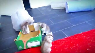 ragdoll kittens crazy moments