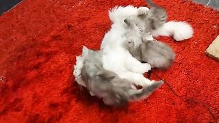 kittens sound