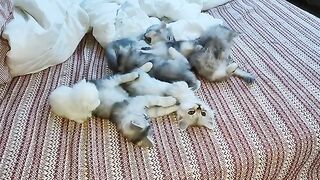 funny ragdoll kittens fight