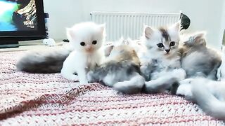 Persian kitten finally feel comfortable with ragdoll kittens after his mother left him