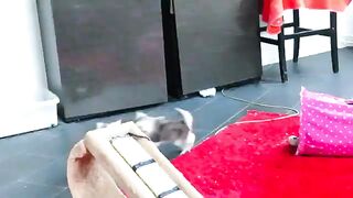 ragdoll kittens becomes more fun and active