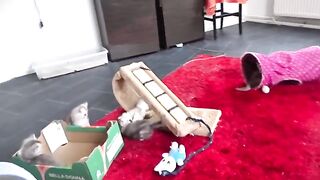 Ragdoll kittens are getting out of control