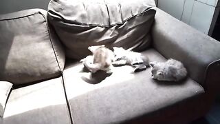 Cats hit the camera and want privacy
