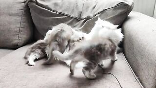 Kittens are breastfeeding
