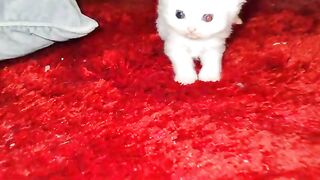 cute Persian kitten looking for friends to play