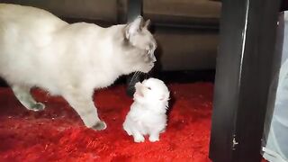Persian baby cat looking for friends
