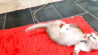 funny Ragdoll kittens fight
