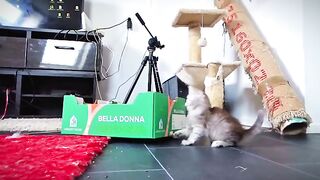 More madness and fun with ragdoll cats