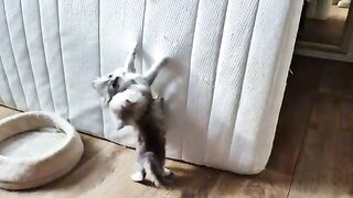 my kitten make my old bed matrass new game