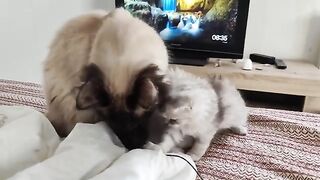 lovely ragdoll kittens sound