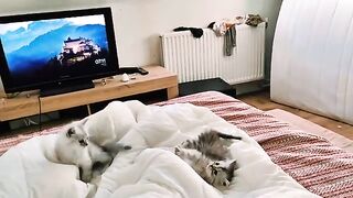 The cuteness and fun reached my bed