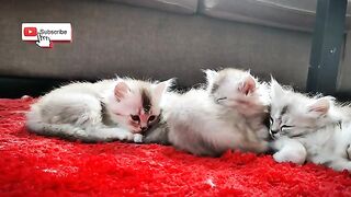 relax music with lovely Ragdoll kittens