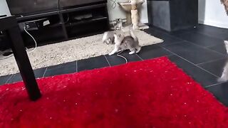 new day new fun