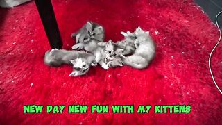 new day new fun