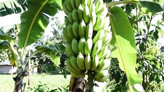 Bunch of banana