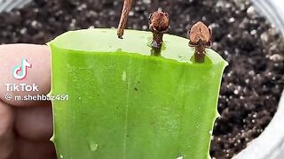 How to grow cloves at home