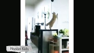 Funny Cats That Will Make You Forget Your Problems part 4