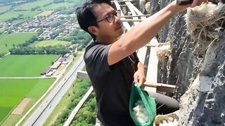taking swallow nests
