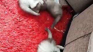 new day new fun