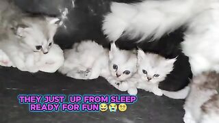 new day new fun