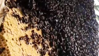 very large native forest honey bees