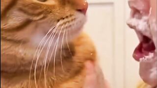 Cats laungueg