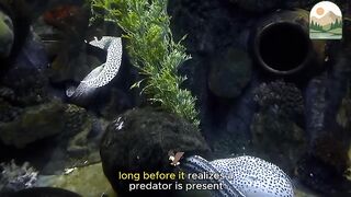 Inside the Dark World of the Moray Eel