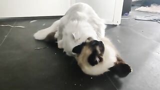 Seal mating