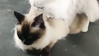 Seal mating