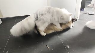 Seal mating