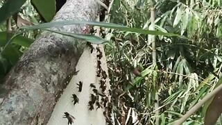 super native forest honey bees