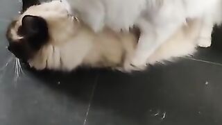 Seal mating