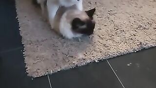 Seal mating