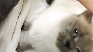 Seal mating