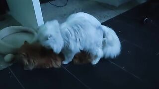 Seal mating